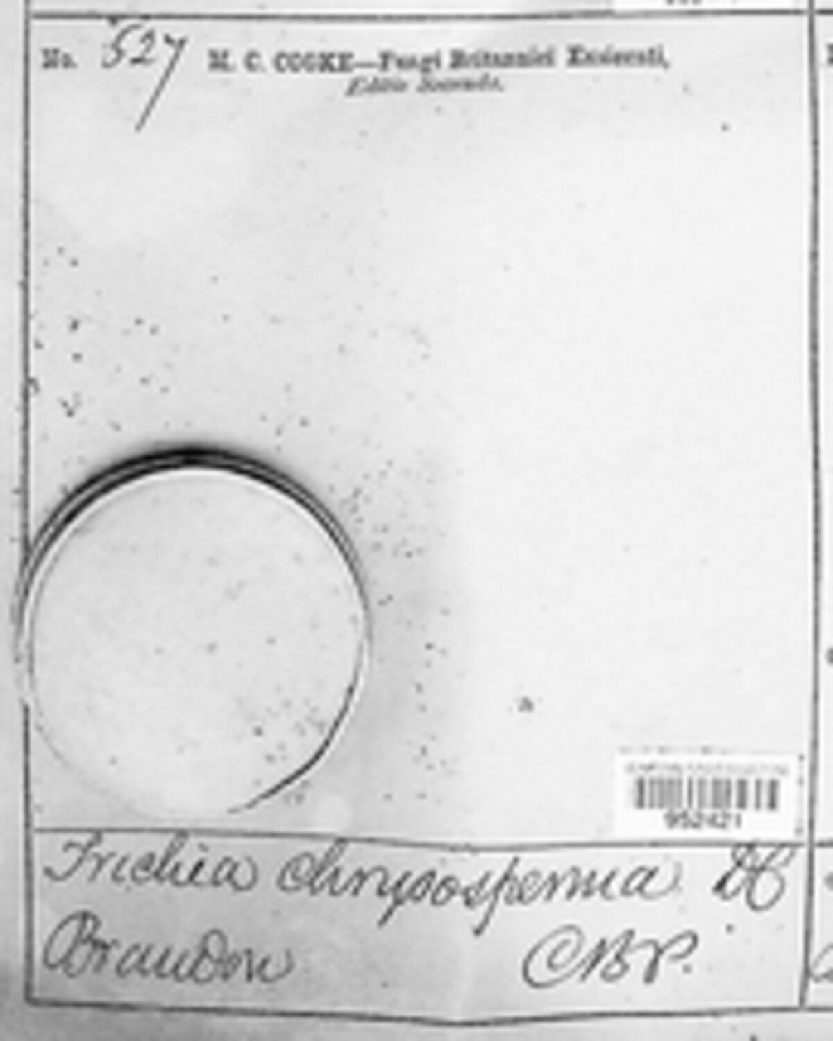 Trichia image